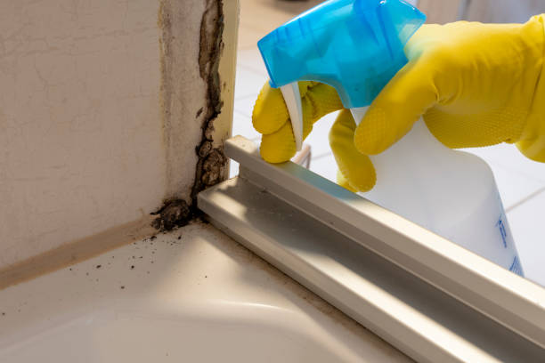 Best Biohazard Mold Removal  in Hayesville, OR